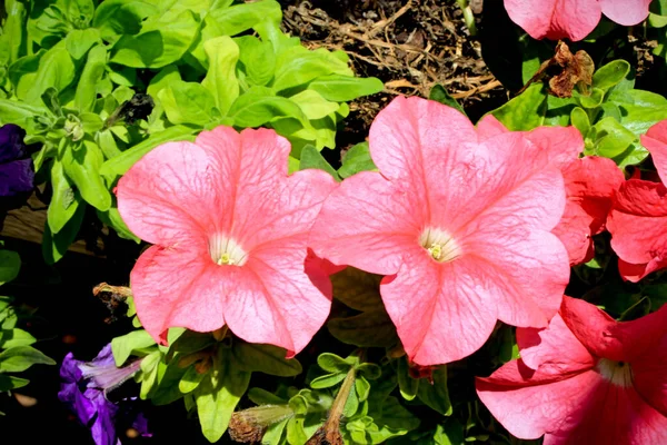 ピンクの花を閉じて — ストック写真