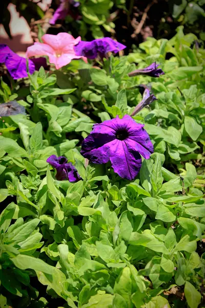 wilted purple petunia in the heat