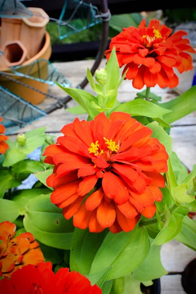 Fresh orange potted flowers