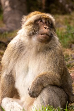 Barbar makaklar serbestçe dolaşıyor. Büyük gruplar halinde yaşarlar ve içlerinde 6 kuşağa kadar bir arada yaşayabiliyoruz. Yetişkin portresi