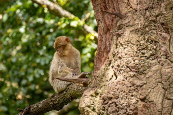 Barbary macaques roaming free. They live in large groups and within them we have up to 6 generations co-existing. Baby watching the ground.