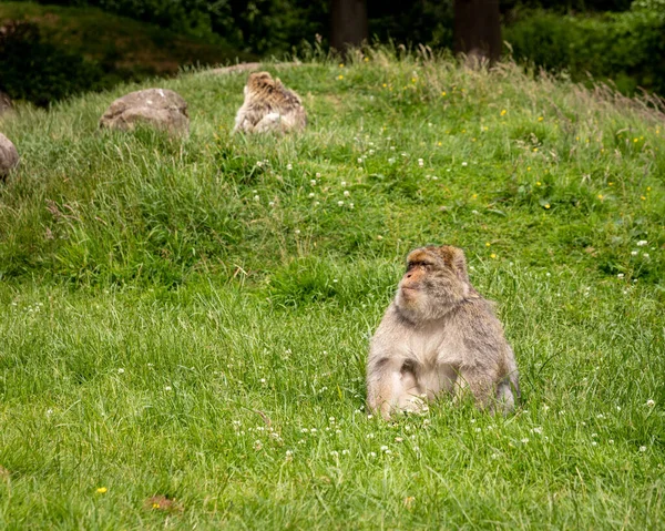 Barbary macaques roaming free. They live in large groups and within them we have up to 6 generations co-existing. Adult monkey feeding.