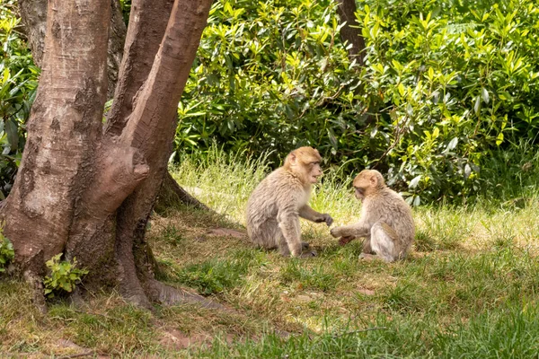 Barbary macaques roaming free. They live in large groups and within them we have up to 6 generations co-existing. 2 young monkeys together.