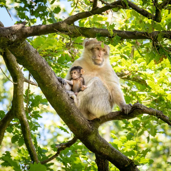 Barbary macaques roaming free. They live in large groups and within them we have up to 6 generations co-existing. Adult and Baby sitting in a tree.