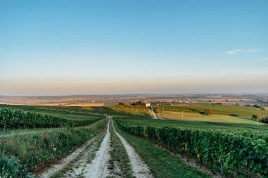 Güney Moravya 'da üzüm bağları, Çek Cumhuriyeti. Üzüm bağları, mavi gökyüzü, Palava bölgesi, arka planda rakvice köyü. Şarap imalatı konsepti. Çek kırsal kesimi..