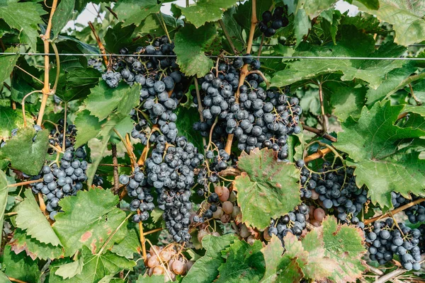 Detalhe Suculenta Videira Orgânica Doce Outono Close Uvas Vermelhas Vinha — Fotografia de Stock