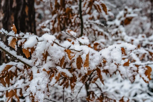 Brązowe Mrożone Liście Śniegiem Symbolizujące Mroźne Zimowe Poranki Gałąź Pokryta — Zdjęcie stockowe