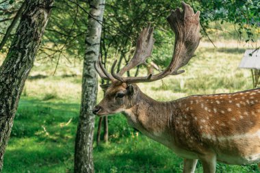 Çayırda duran tatlı benekli geyik. Cervus nippon, Japon geyiği. Güzel erkek geyik. Vahşi doğada büyük boynuzları olan görkemli güçlü yetişkin bir hayvan. Kırmızımsı kahverengi benekli