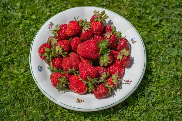 草莓的背景 盘子里的新鲜草莓 食品背景 新鲜采摘的草莓 尽收眼底成熟的有机甜草莓 夏天的水果从顶部 含维生素的纯素食 — 图库照片