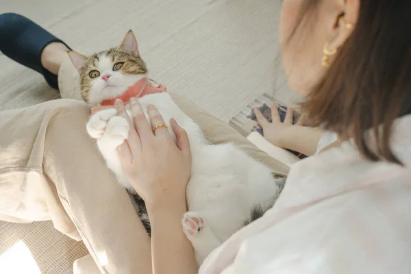 アジアの女性遊びますともに白い茶色のタビースコティッシュまっすぐ猫で彼女のリビングルーム — ストック写真