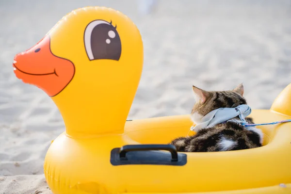 travel in thailand trip with cat sit on duck rubber ring on sand beach