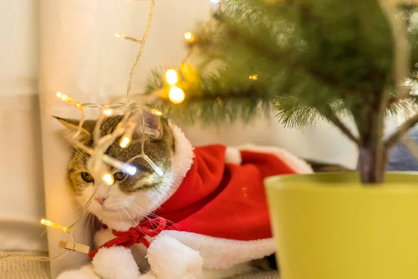 Kahverengi Skoç Düz Tekir Kedi Bezi Kırmızı Noel Baba Battaniyesi — Stok fotoğraf
