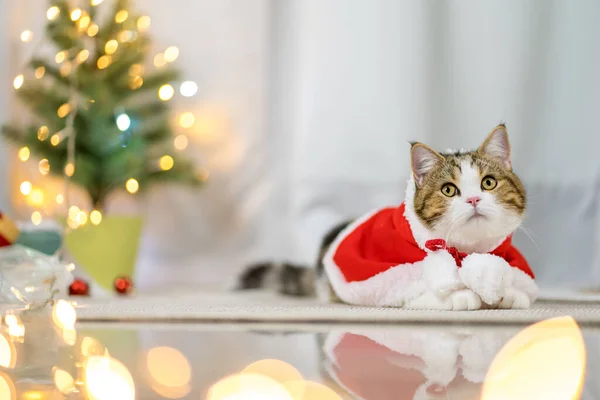 Braun Schottisch Gerade Gestromte Katze Tuch Rot Weihnachtsmann Decke Mit — Stockfoto