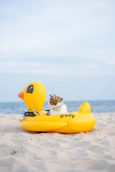 Viaje Tailandia Viaje Con Gato Sentarse Anillo Goma Pato Playa —  Fotos de Stock