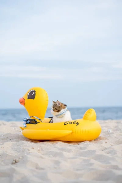 Reizen Thailand Reis Met Kat Zitten Eendenrubber Ring Zandstrand — Stockfoto