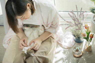 Asyalı kadın oturma odasında beyaz kahverengi tekir İskoç heteroseksüelle oynuyor.