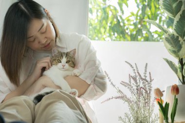 Asyalı kadın oturma odasında beyaz kahverengi tekir İskoç heteroseksüelle oynuyor.