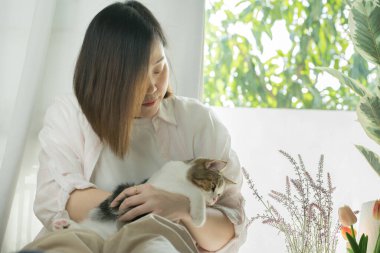 Asyalı kadın oturma odasında beyaz kahverengi tekir İskoç heteroseksüelle oynuyor.