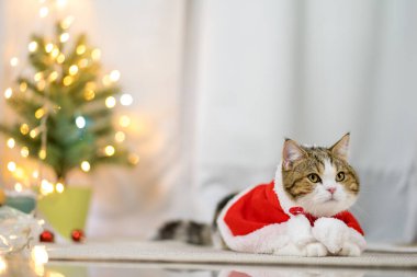 kahverengi İskoç düz tekir kedi bezi kırmızı Noel Baba battaniyesi ve noel ağacı arka planı