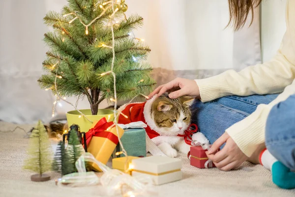 Braun Schottisch Gerade Gestromte Katze Tuch Rot Weihnachtsmann Decke Mit — Stockfoto