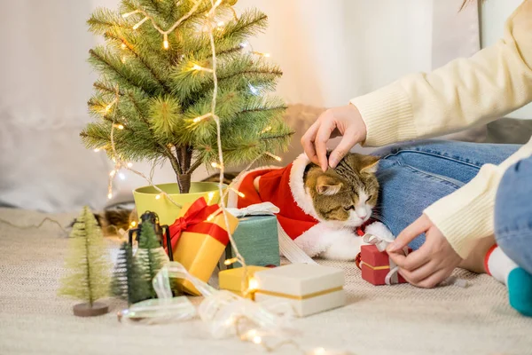 Braun Schottisch Gerade Gestromte Katze Tuch Rot Weihnachtsmann Decke Mit — Stockfoto