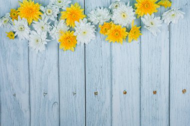 mavi ahşap üzerinde beyaz ve sarı kasımpatı olan bahar çiçeği duvar kağıdı koleksiyonu