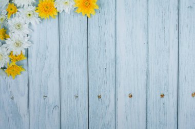 mavi ahşap üzerinde beyaz ve sarı kasımpatı olan bahar çiçeği duvar kağıdı koleksiyonu