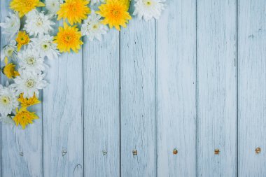 mavi ahşap üzerinde beyaz ve sarı kasımpatı olan bahar çiçeği duvar kağıdı koleksiyonu