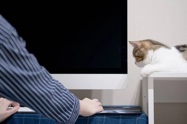 집에서 격리되어 고양이와 온라인으로 거래를 배우는 — 스톡 사진