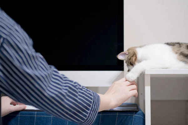 Online Learning Stock Trading Quarantine Home Her Cat — Foto Stock