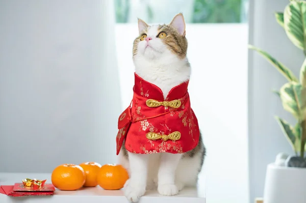 赤い中国の伝統的な布を着て猫と中国の旧正月のコンセプトは テーブルの上に赤い封筒オレンジと金で座っている — ストック写真
