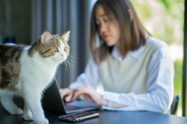 Softfocus geçmişi olan masadaki kedi evinden gelen müşterisiyle çevrimiçi görüşme için Asyalı serbest çalışan kadın laptop kullanıyor.