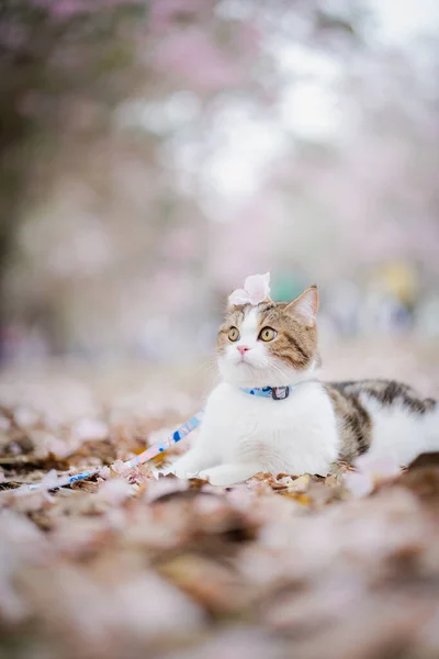 Branco Marrom Escocês Viagem Gato Livre Com Flor Rosa Temporada — Fotografia de Stock