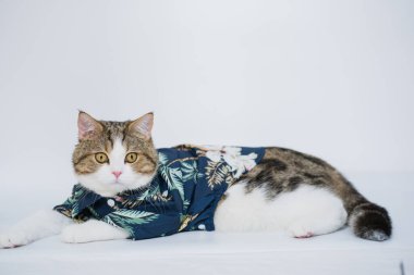 Songkran ve yaz mevsimi konsepti. Beyaz arka planda İskoç kedisi bez ve güneş gözlüğü takıyor.