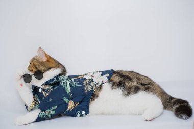 Songkran ve yaz mevsimi konsepti. Beyaz arka planda İskoç kedisi bez ve güneş gözlüğü takıyor.
