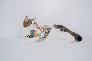 Songkran ve yaz mevsimi konsepti. Beyaz arka planda İskoç kedisi bez ve güneş gözlüğü takıyor.