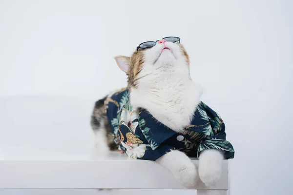 Songkran Yaz Mevsimi Konsepti Beyaz Arka Planda Skoç Kedisi Bez — Stok fotoğraf
