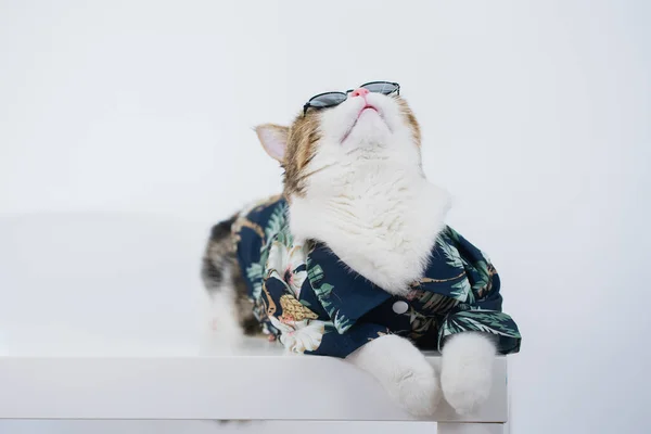 Songkran Summer Season Concept Scottish Cat Wearing Summer Cloth Sunglasses — Stock Photo, Image