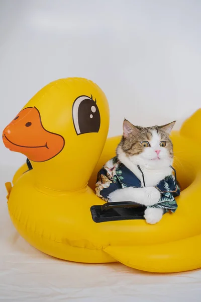 ソンクランと夏のシーズンのコンセプト夏の布とサングラスを身に着けているスコットランドの猫とアヒルのゴムリングで遊ぶ — ストック写真
