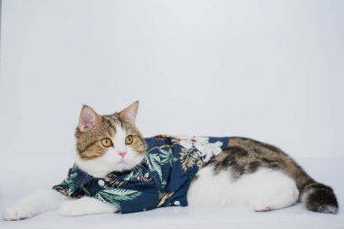 Songkran ve yaz mevsimi konsepti. Beyaz arka planda İskoç kedisi bez ve güneş gözlüğü takıyor.