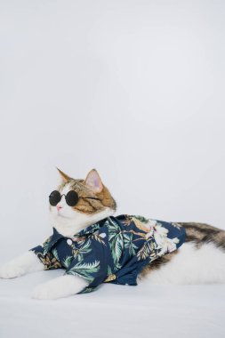 Songkran ve yaz mevsimi konsepti. Beyaz arka planda İskoç kedisi bez ve güneş gözlüğü takıyor.