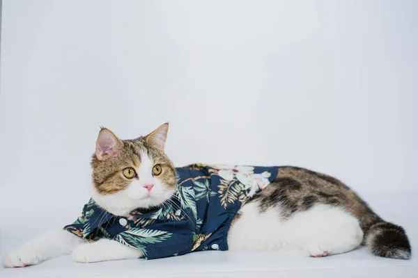 ソンクランと夏の季節のコンセプト白い背景に夏の布とサングラスを身に着けているスコットランドの猫と — ストック写真