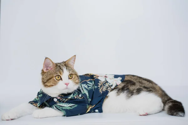 songkran and summer season concept with scottish cat wearing summer cloth and sunglasses on white background