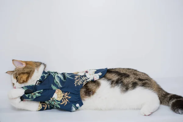 Songkran Und Sommersaisonkonzept Mit Schottischer Katze Sommerkleidung Und Sonnenbrille Auf — Stockfoto