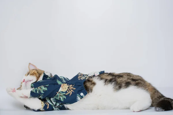 Songkran Conceito Temporada Verão Com Gato Escocês Vestindo Pano Verão — Fotografia de Stock