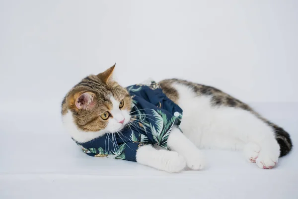 Songkran Και Καλοκαιρινή Σεζόν Concept Scottish Γάτα Φορώντας Καλοκαιρινό Ύφασμα — Φωτογραφία Αρχείου