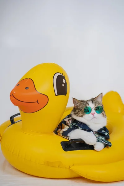 ソンクランと夏のシーズンのコンセプト夏の布とサングラスを身に着けているスコットランドの猫とアヒルのゴムリングで遊ぶ — ストック写真