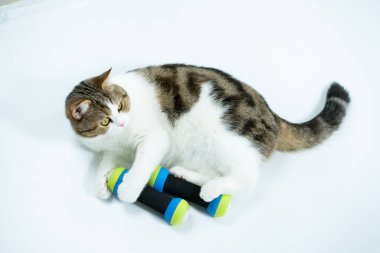 Beyaz arkaplanda dambıl ile İskoçya kedisi egzersizi