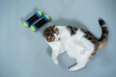 Üst görünüm İskoç kedi egzersizi gri arka planda dambıl ile