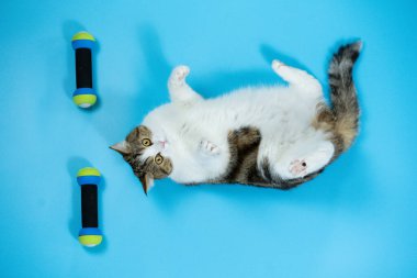 Üst görünüm İskoç kedi egzersizi mavi arka planda dambıl